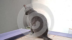 Grey Blue Russian cat sits with its back turned, glancing around.