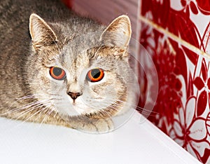 Grey-blue Scottish cat chinchilla close-up