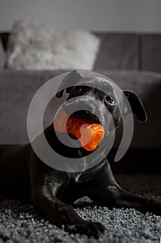 grey bluenose pitbull biting his toy