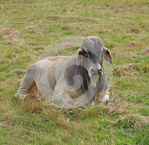 Grey Brahman Bull