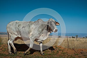 Grey Brahman Cow photo