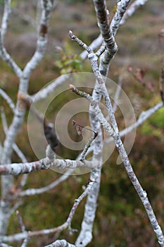 Grey branches