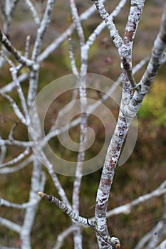 Grey branches