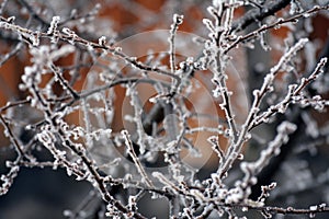 Grey branches in hoarfrost