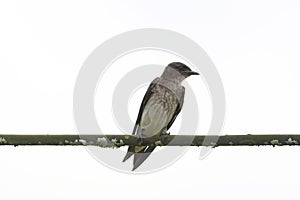 Grey-breasted Martin (Progne chalybea)