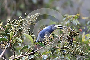 Grey-breasted Mountain Toucan