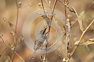 Grey breasted prinia, Prinia hodgsonii, Pune, Maharashtra