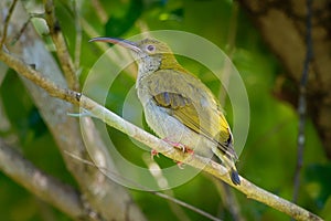 Grey-breasted Spiderhunter - Arachnothera affinis bird in Nectariniidae, found in Brunei, Indonesia, Malaysia, Myanmar, Singapore