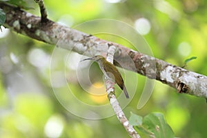 Grey-breasted Spiderhunter