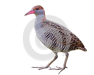 grey brid with banded wings and body isolated on white background, Slaty-breasted rail carke (lewinia striata
