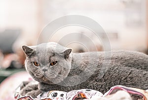 Grey british cat.