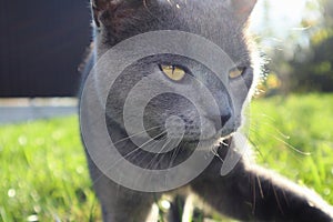 Grey British cat with green eyes on a green background: close-up. Lovable Scottish Fold Cat