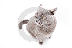 Grey british cat isolated photo