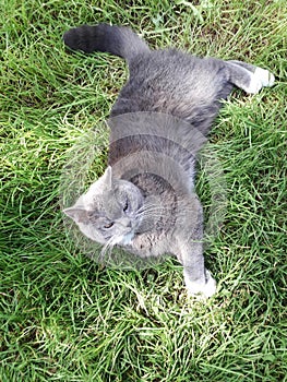 A grey British cat is lying on the green grass