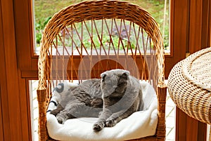 Grey British cat lying on a wicker chair on the veranda