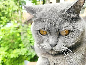 Grey British cat pricked up