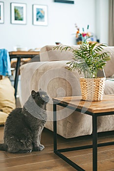 A grey British cat staring intently at a potted plant on a wooden table