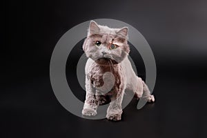 Grey British long-haired cat after cutting hair on a black background. Studio photo