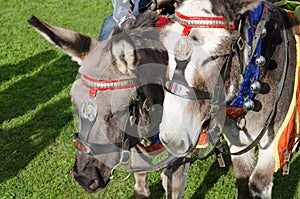 Grey british seaside donkeys used for donkey rides, uk