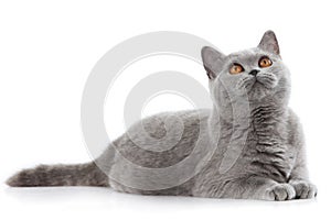 Grey british short hair cat lying