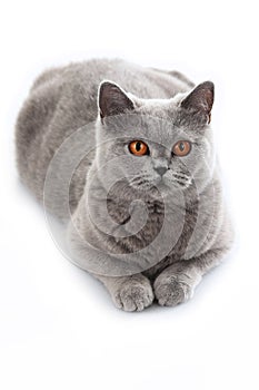 Grey british short hair cat lying