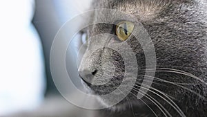 Grey British Shorthair cat with blue fur supervises kittens