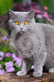 Grey british shorthair cat in a garden