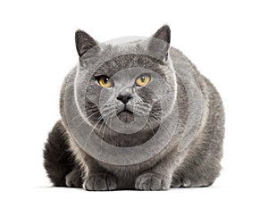 Grey british shorthair cat, isolated