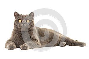 Grey british shorthair cat lying down