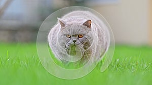 grey British shorthair cat moving on green grass. 4k Footage