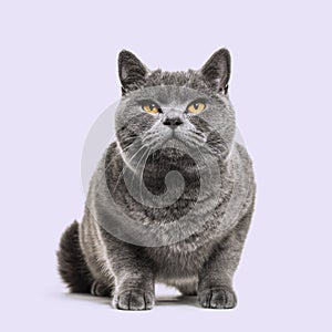 Grey british shorthair cat, purple background