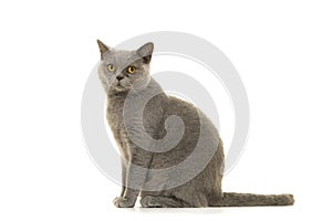 Grey british shorthaired cat looking a little anoyed at the camera on a white background