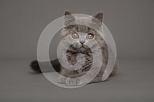 Grey british shorthaired cat lying down on a grey background looking at the camera