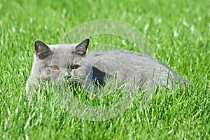 Grey brittish cat in the grass