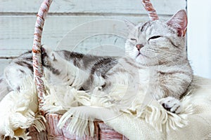 Grey brittish cat laying in basket over white wooden background.