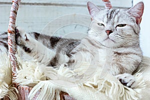 Grey brittish cat laying in basket over white wooden background.