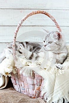 Grey brittish cat laying in basket over white wooden background.