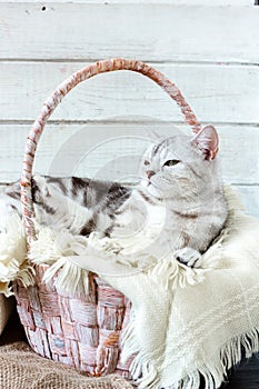 Grey brittish cat laying in basket over white wooden background.