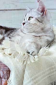 Grey brittish cat laying in basket over white wooden background.