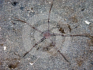 Grey Brittle Star