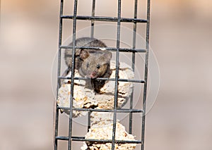 A grey-brown house mouse (Mus musculus) feeding from a garden bird feeder