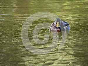 A grey-brown mallard on the water surface