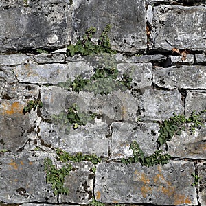 Grey and Brown Medieval-style Wall with Beautiful Fresh Ivy Plants Growing on It