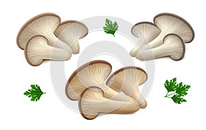 Grey and brown oyster mushrooms, parsley leaves isolated on white background