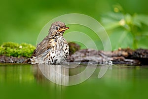 Šedohnědý drozd zpěvný Turdus philomelos, sedící ve vodě, pěkná větev lišejníku, pták v přírodním prostředí, jarní hnízdo