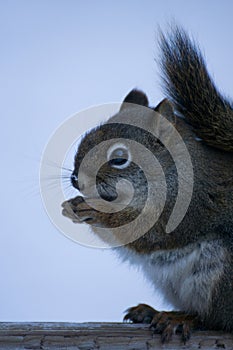 Grey and brown squirrel sitting in the winter snow eating a nut