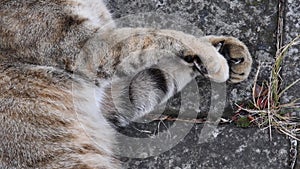 Grey brown tabby cat paws with curved claws