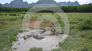 Grey buffaloes relax in puddle on lush pasture aerial view