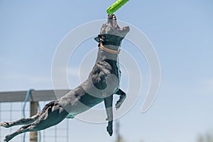 Grey bully mixed breed dog about to catch a toy