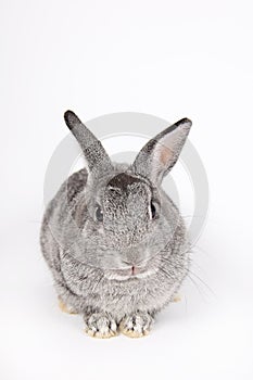 Grey bunny